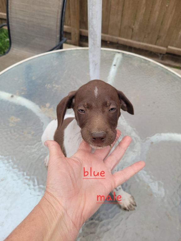 German shorthaired pointer puppies