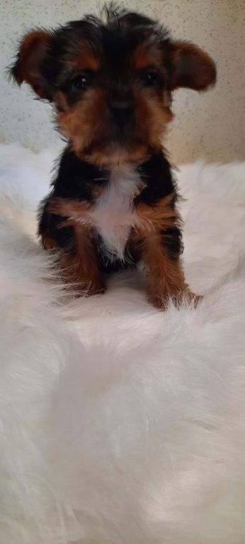 Toy poodles Schnoodles,shihtzus, yorkies,wauzers