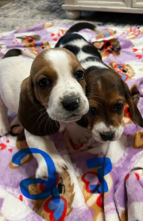 Akc Basset Hound puppies