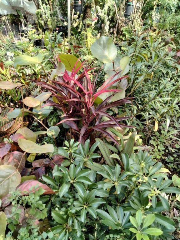 Maggie's Nursery - Top Quality Plants For Discounted Prices!