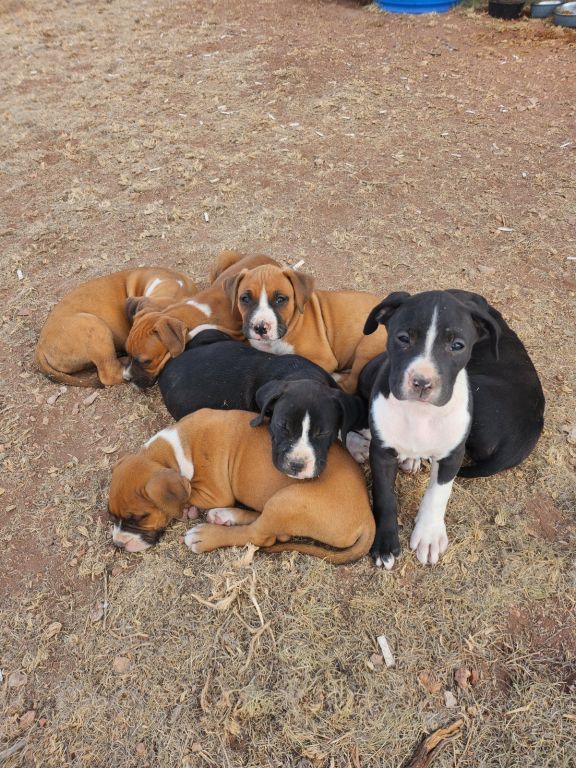 Large Boxer/Pitbulls