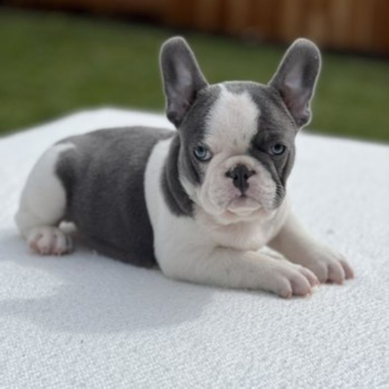 French Bulldog Puppy