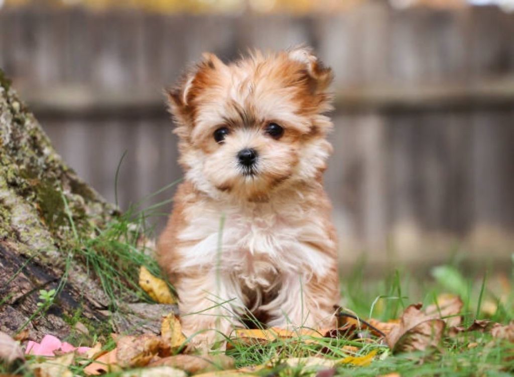 Morkie pups $1,200-$1,500 Macon Ga area