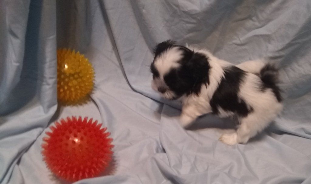 Tiny Imperial AKC Shih Tzu Puppies M-F