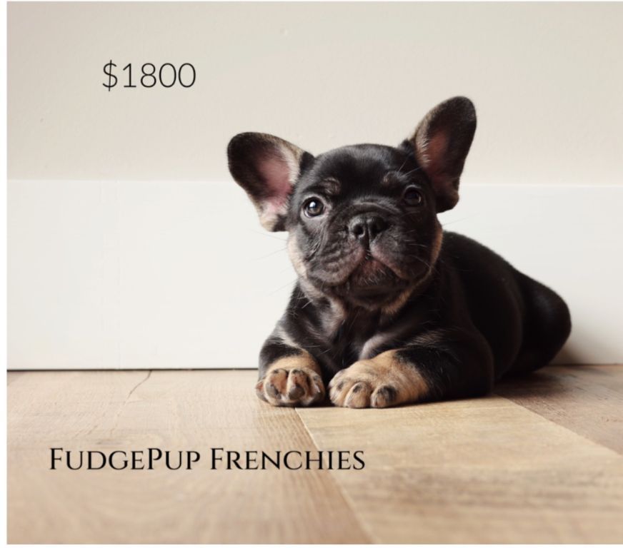 French bulldog