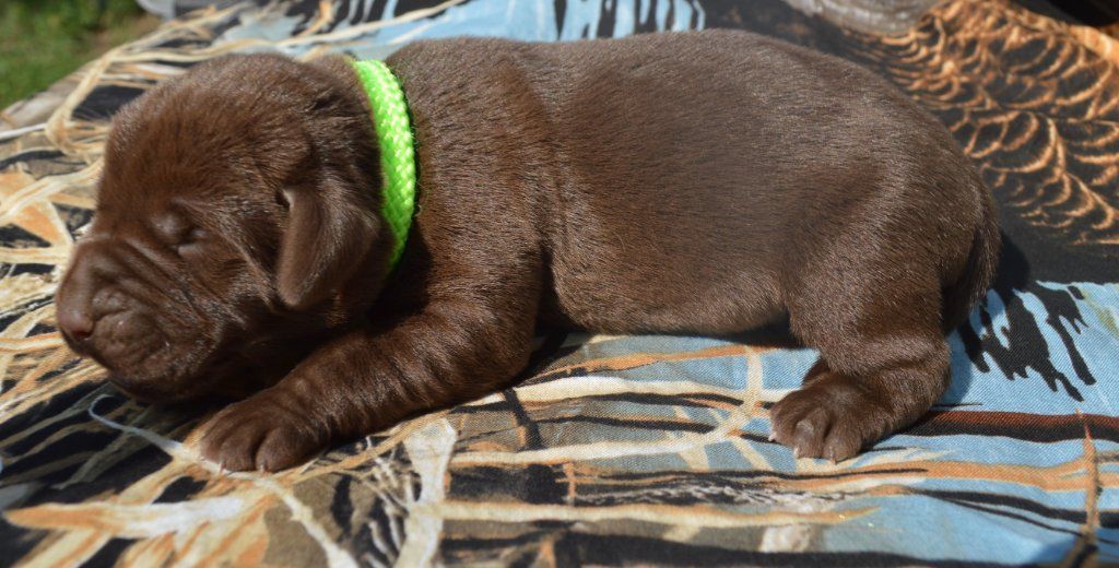 Labrador Hybrid Retriever Puppies