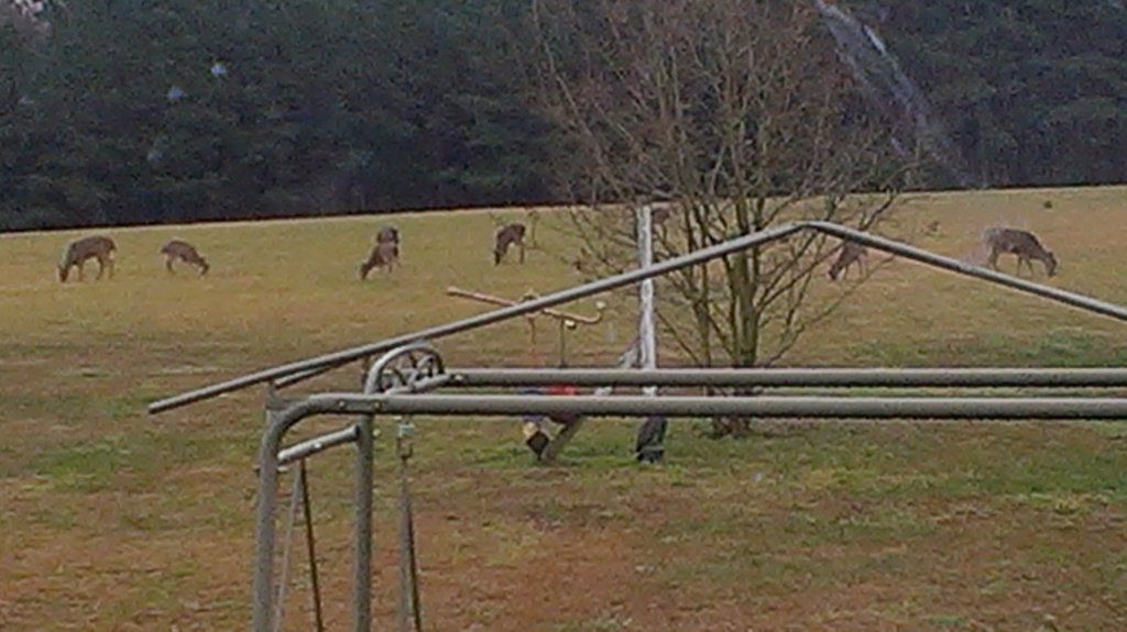 14.9 Acres With Mobile Home Near Parksley VA - SOLD!