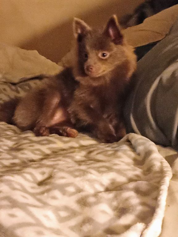 Lavender Pom available