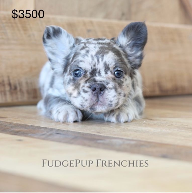 French bulldog