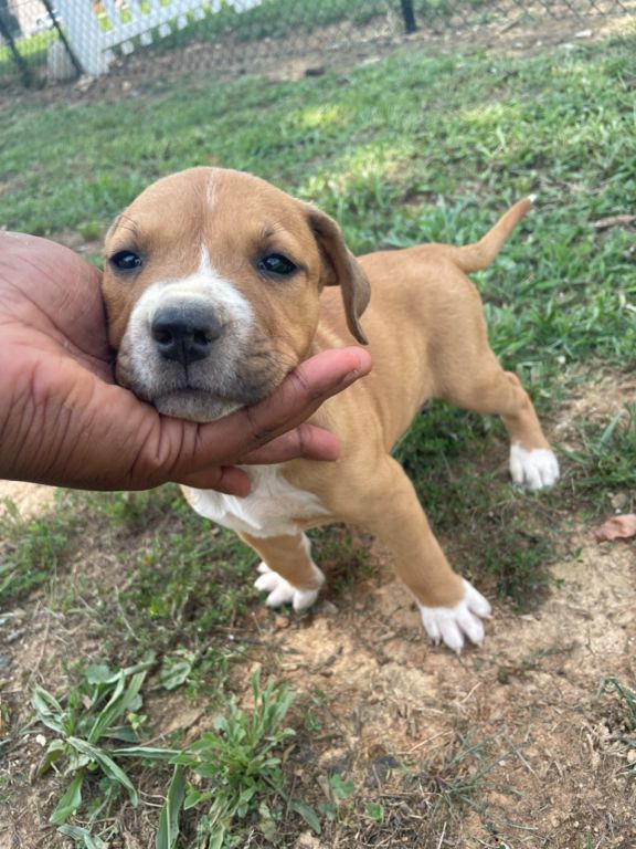 Pitbulls for sale
