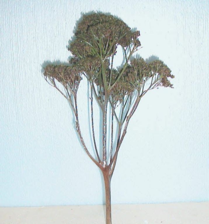 HO MODEL RAILROAD TREES