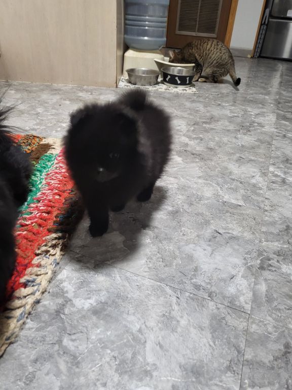 Pomeranian puppy