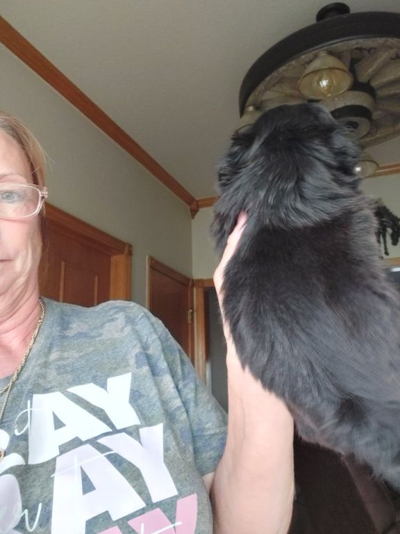 SHIHTZU PUPPIES (FULL BLOODED)