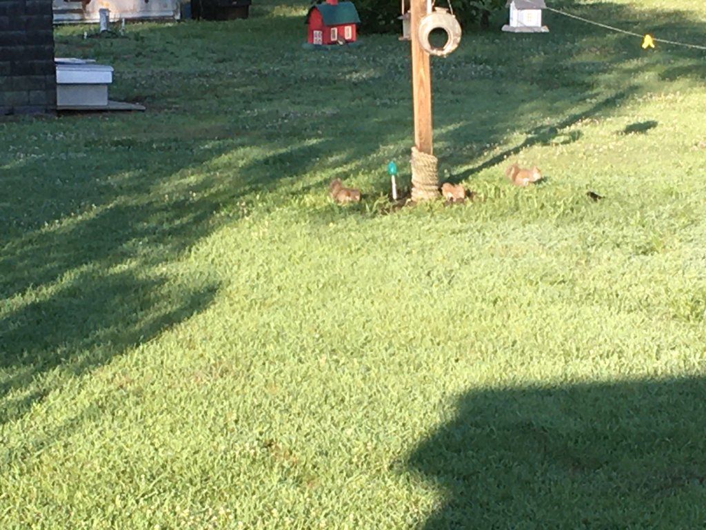 14.9 Acres With Mobile Home Near Parksley VA - SOLD!