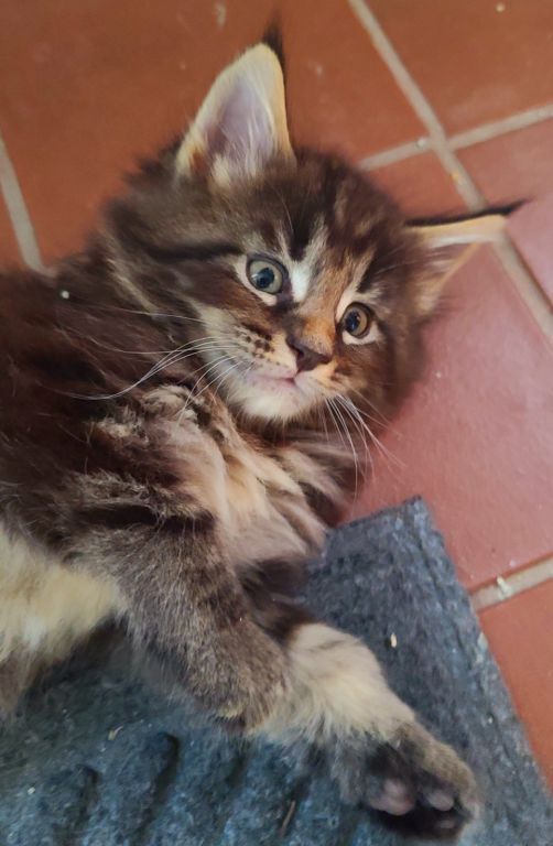 Maine Coon kittens for sale