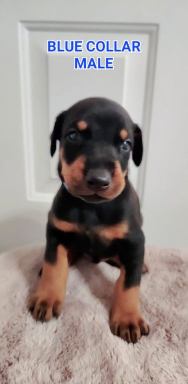 Doberman Pinscher puppies