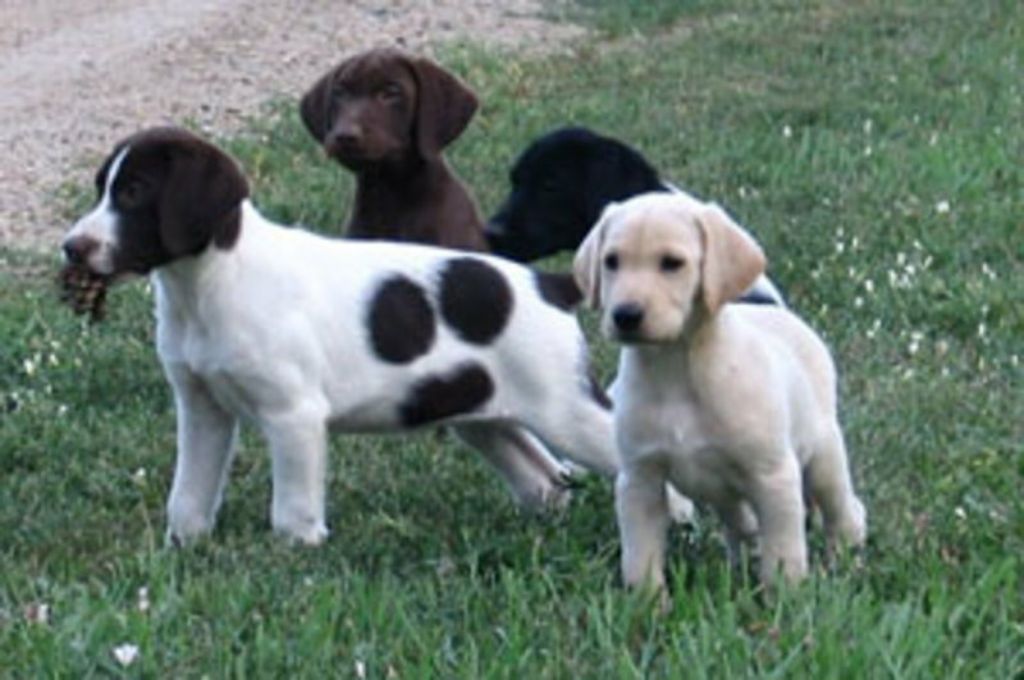Labrador Hybrid Retriever Puppies & Started Dogs Available!