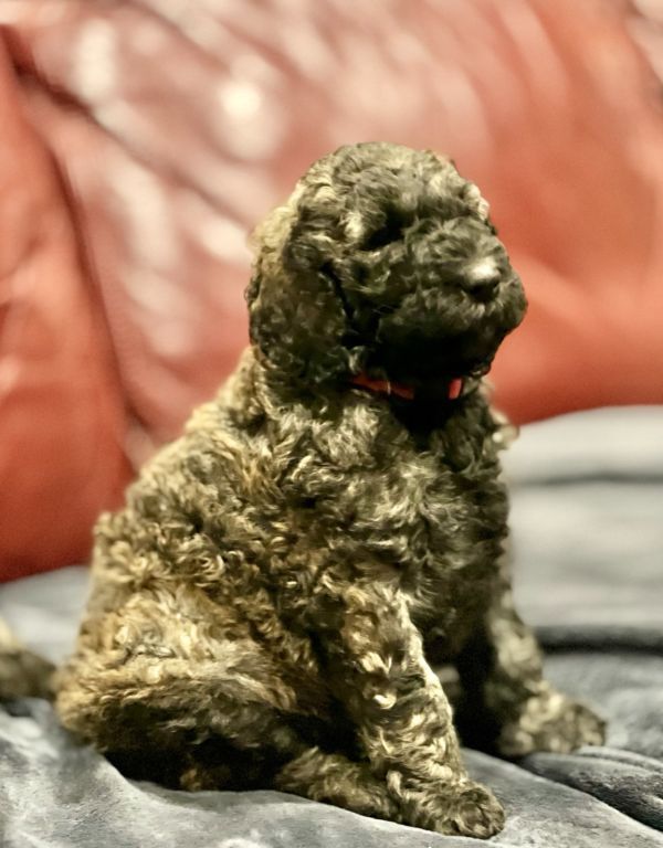 Labradoodle Female Pup