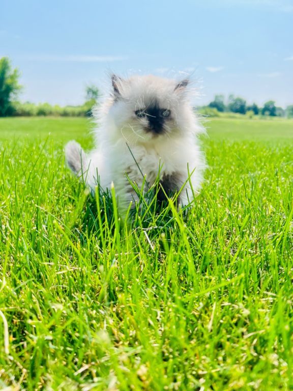 Persian kittens