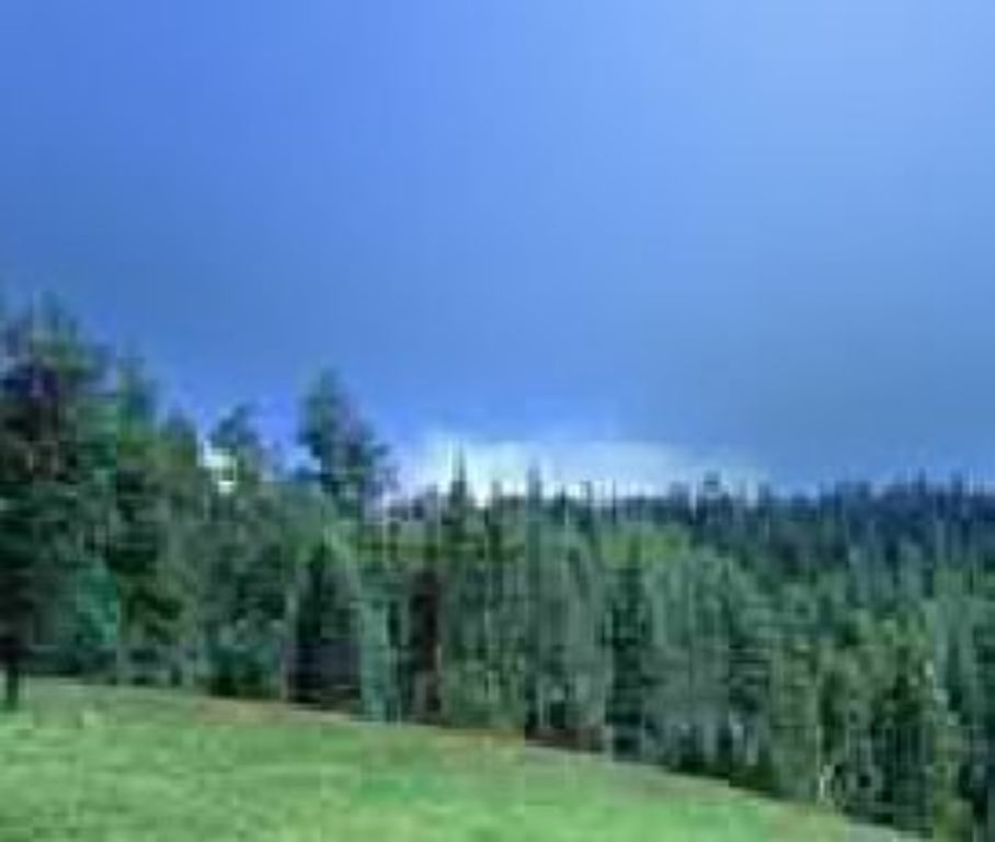 ODC organic Super Concentrate 1.2 fl. oz. - SAVE TREES & GRASSES