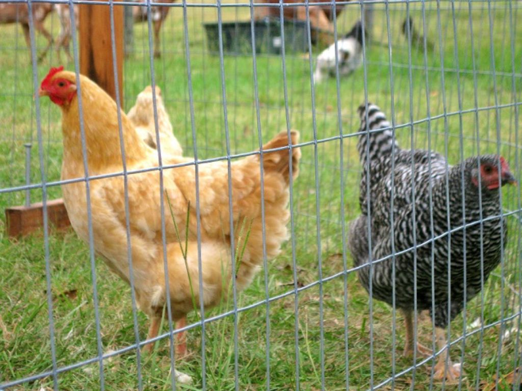 CHRISTMAS SPECIAL- Portable Chicken Yard (Garden) Fence Posts For Free Range Chicken Coop