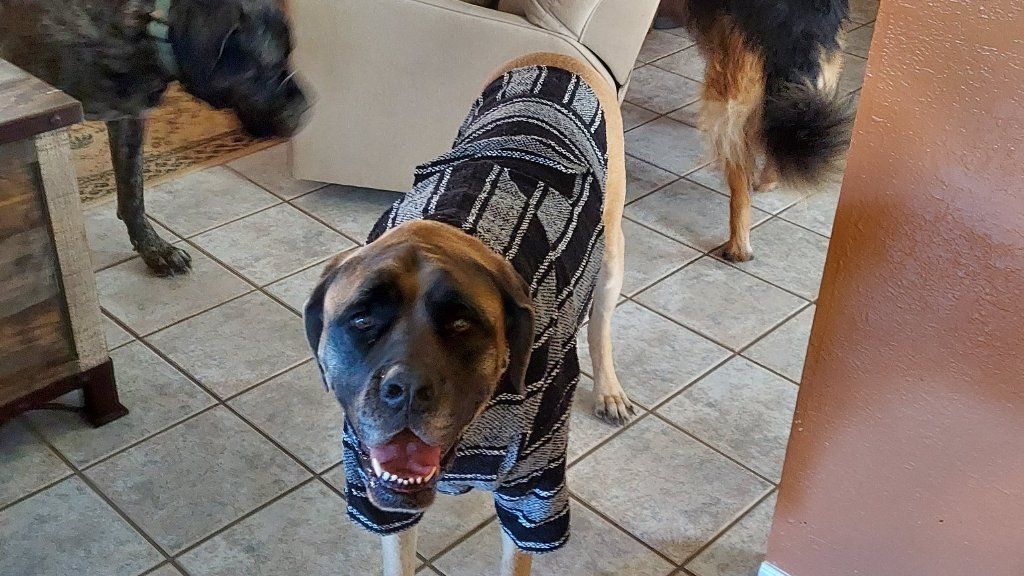 4 yr old Female English Mastiff needs rehome.