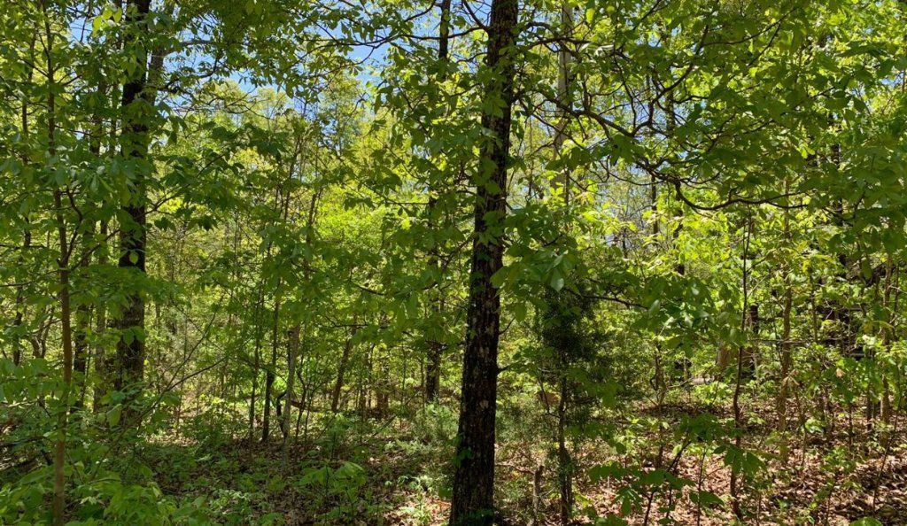 Land,unrestricted in Ozark Acres Williford arkansas
