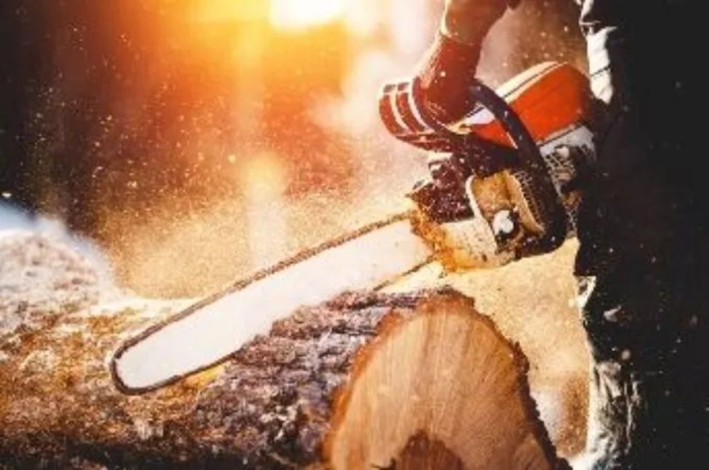 TREE SERVICE - TREE REMOVAL - TREE PRUNING - Visit website MYTREEMAN.COM