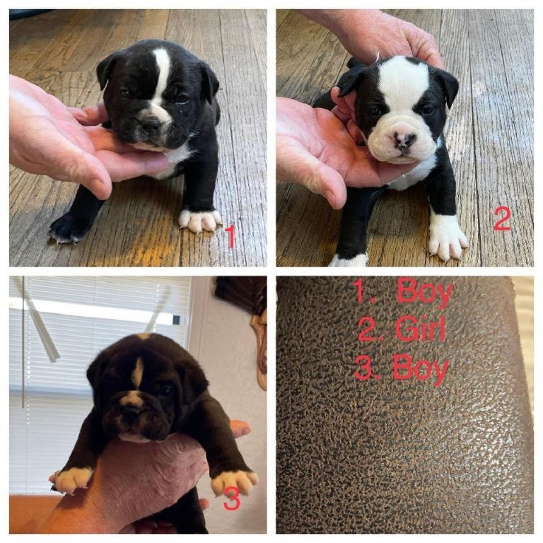 Purebred Old English bull dog puppies