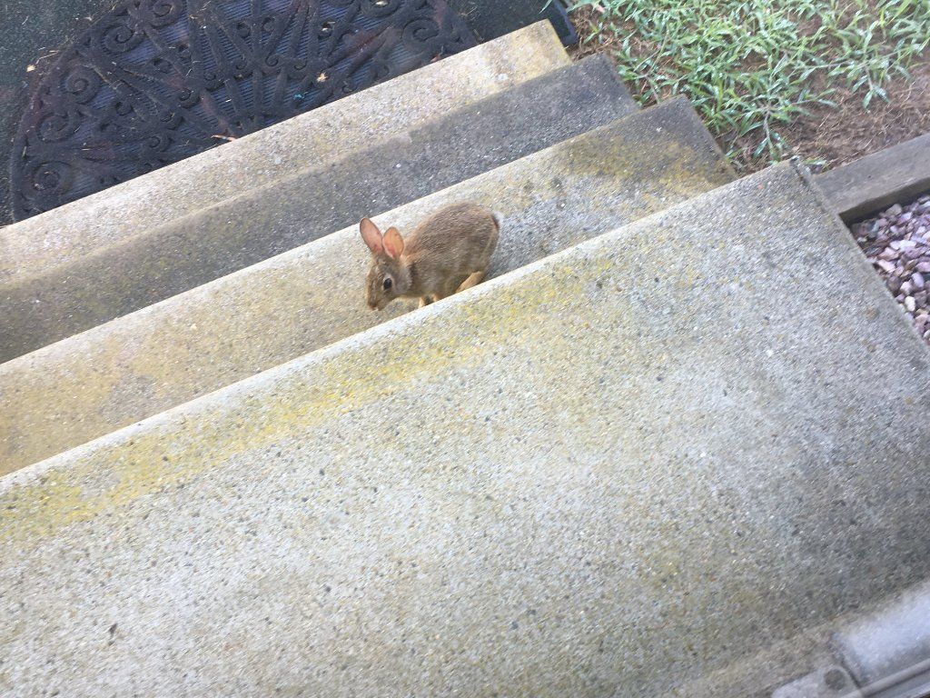 14.9 Acres With Mobile Home Near Parksley VA - SOLD!