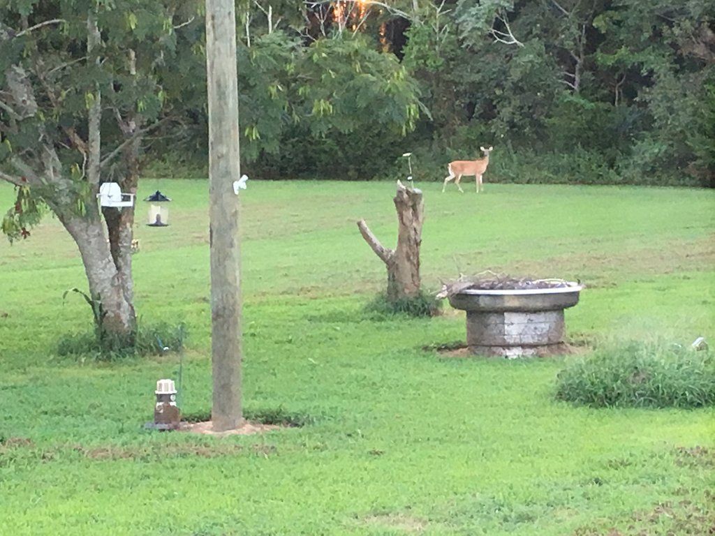 14.9 Acres With Mobile Home Near Parksley VA - SOLD!