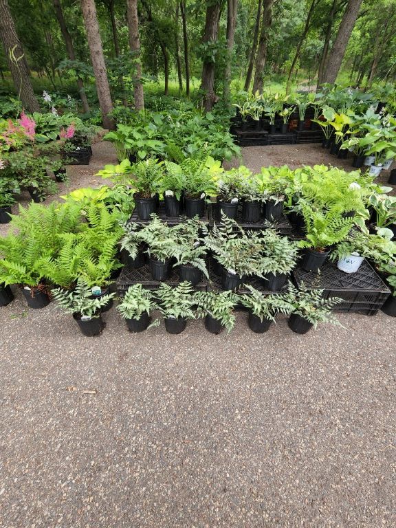 Perennial Plant Sale - 2023