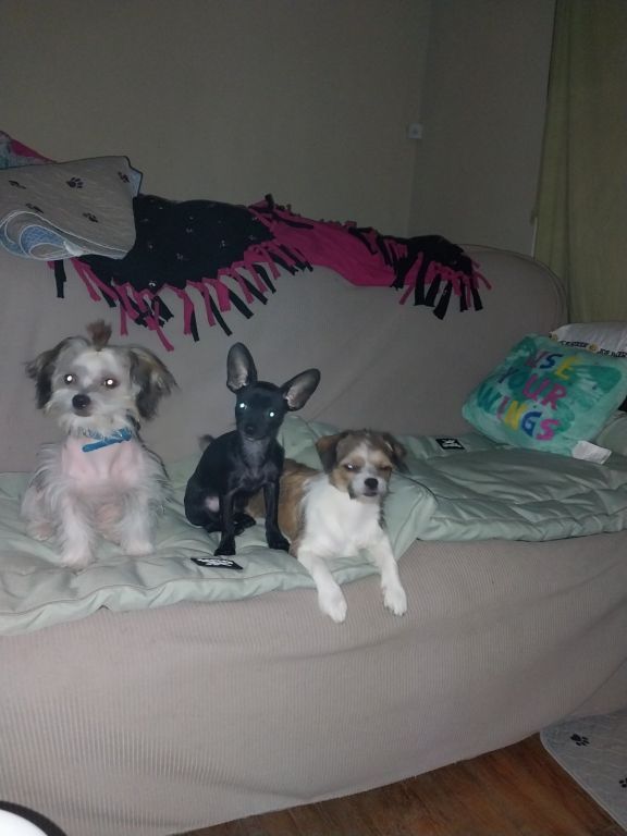 Chinese crested females 7 months old...