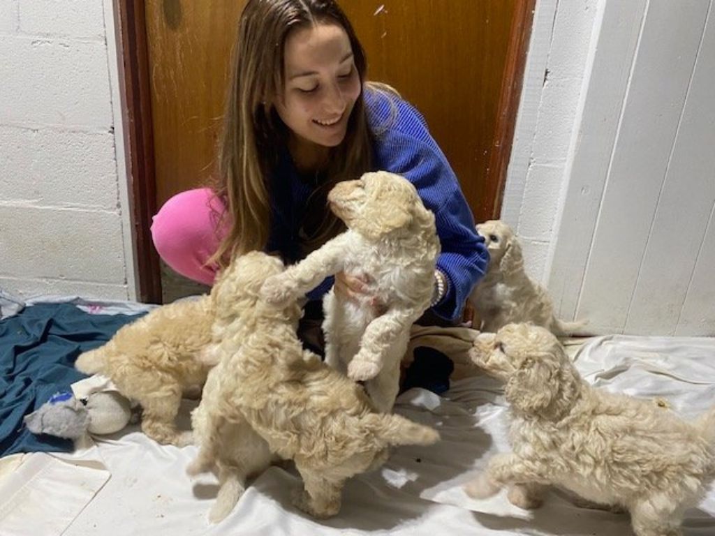 Standard Poodle Puppies