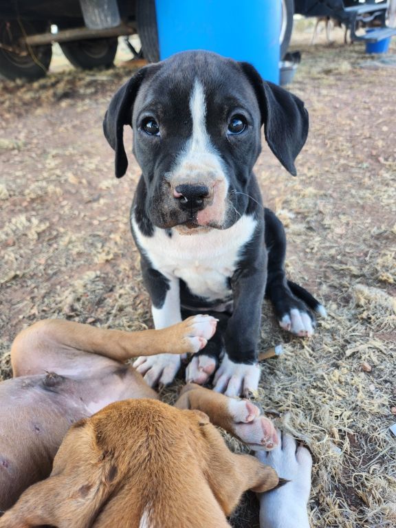 Large Boxer/Pitbulls