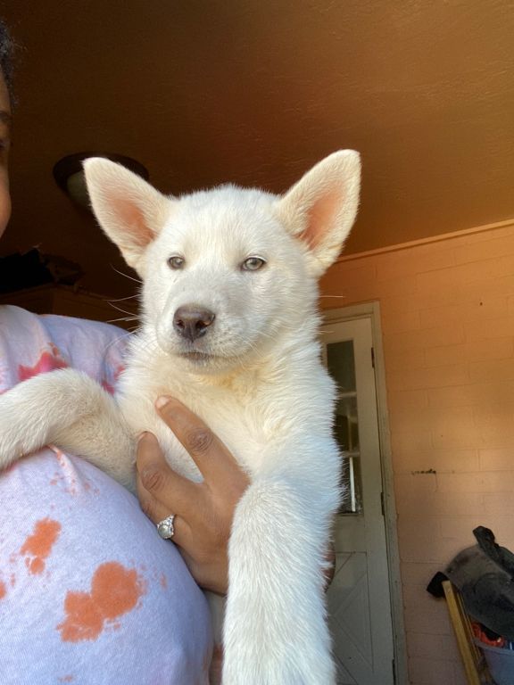 White Full Breed Siberian Husky Puppy