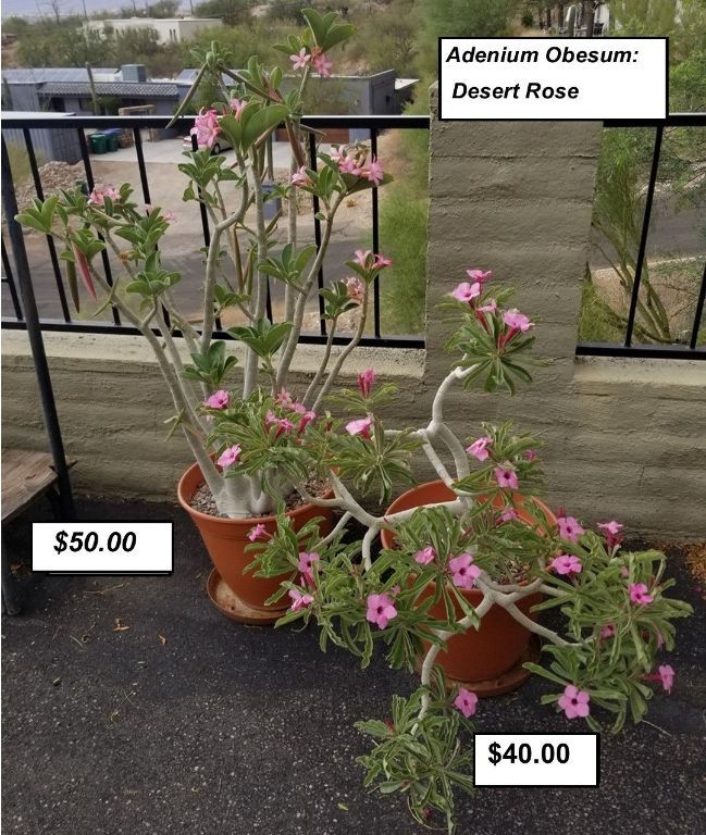 Cacti & Plant Sale!  EVERYTHING MUST GO!!!!