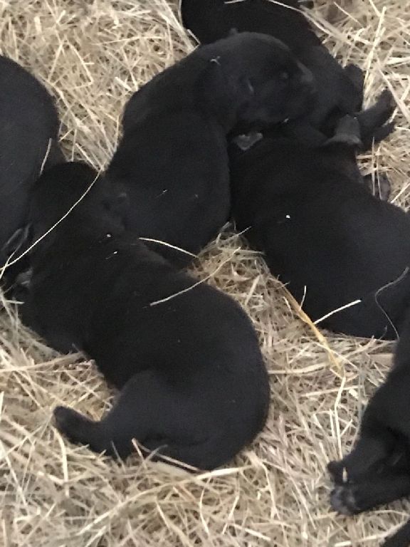 German shepherd puppies