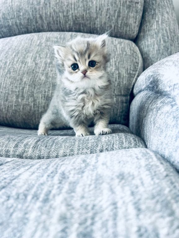 Scottish longhair kitten