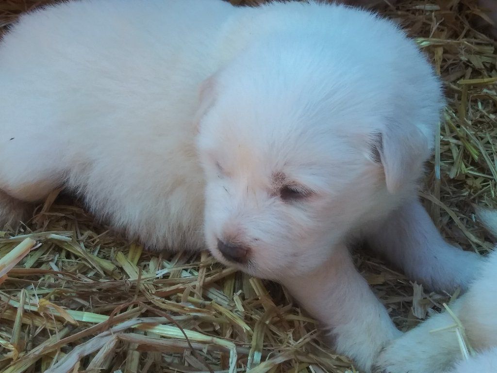 Great Pyrenees puppies