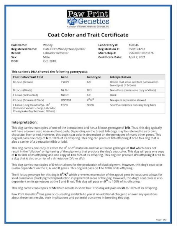 AKC Labrador Stud Service