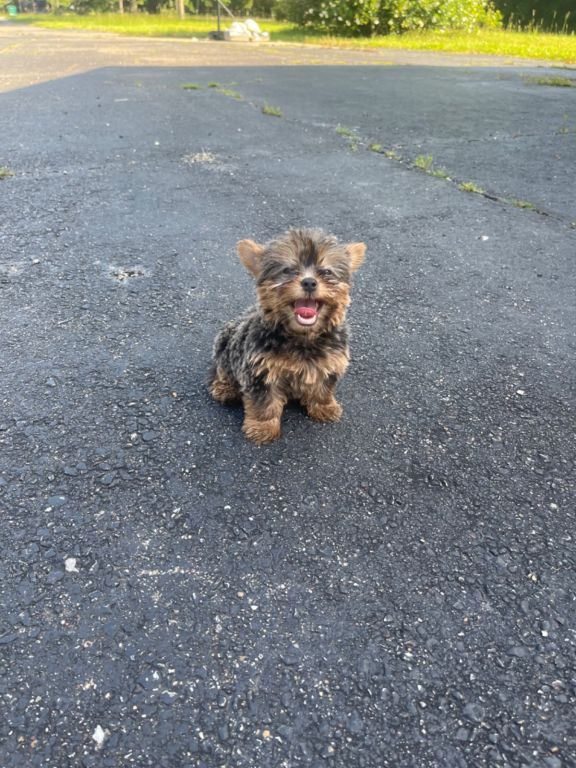 Tina Yorkies