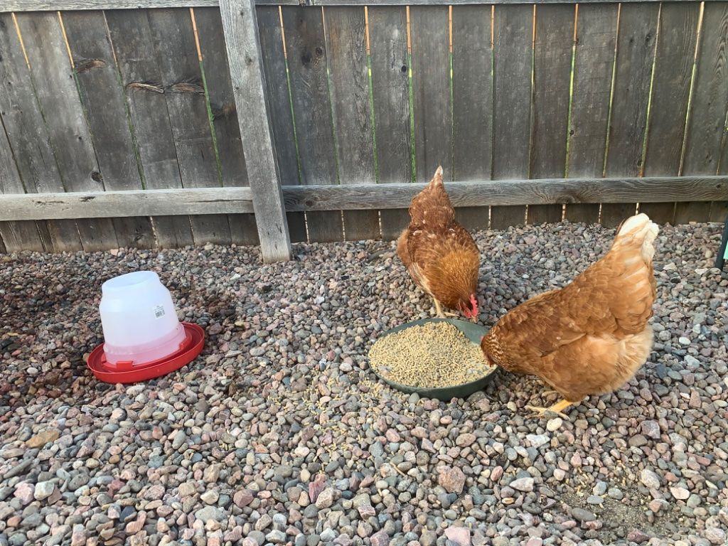 Free egg laying hens. We will be moving and can't take them with us.