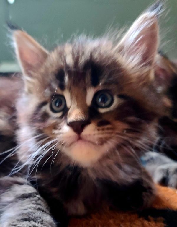 Maine Coon kittens for sale