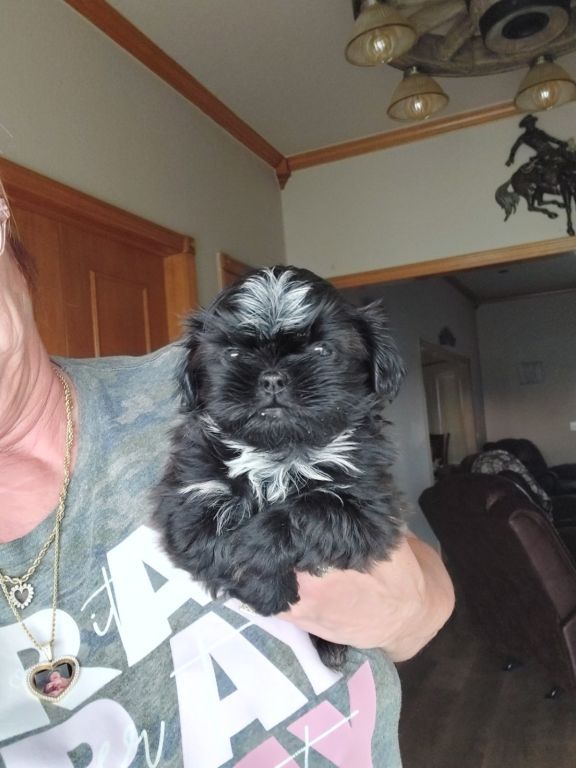 SHIHTZU PUPPIES (FULL BLOODED)