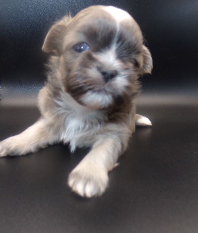 Tiny Imperial AKC Shih Tzu Puppies M-F