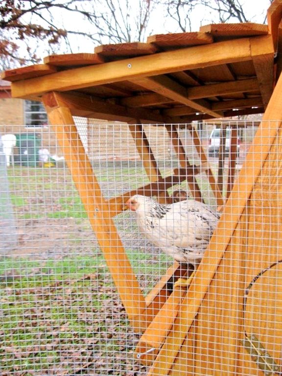 5 ft tall portable chicken coop in movable chicken yard WINTER SALE in Seattle area