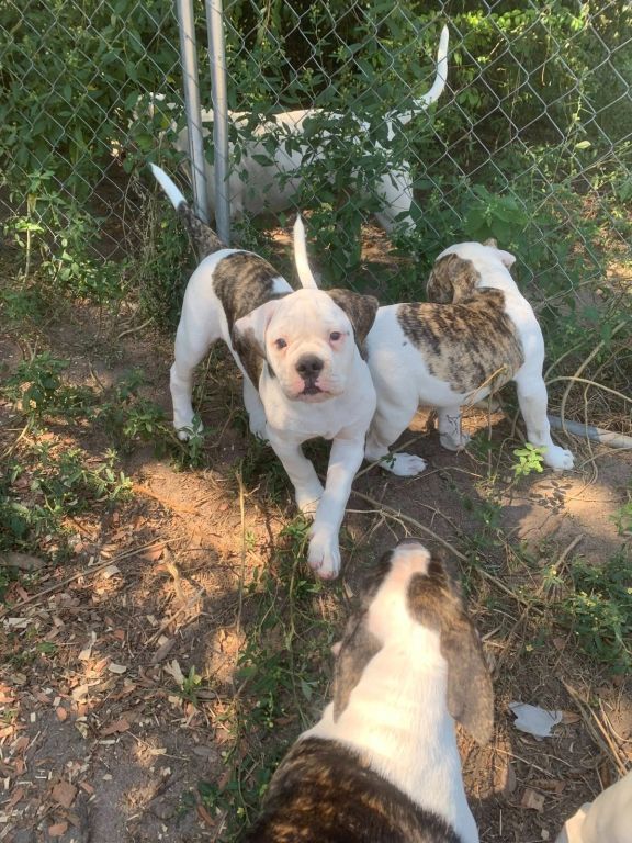 NKC American Bulldog Puppies; Johnson Bloodlines; Loving, Loyal, and Protective