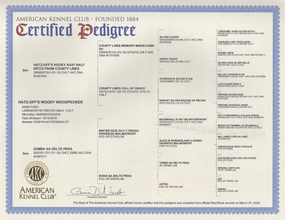 AKC Labrador Stud Service