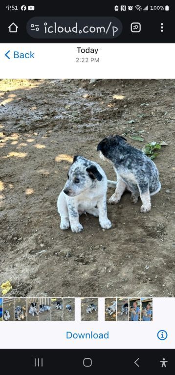 Blue Heeler, Queensland Australian cattle dog B